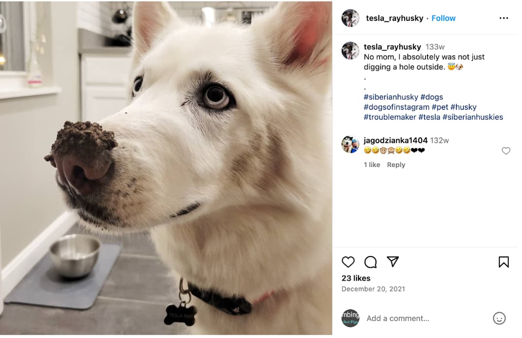 pet influencer example tesla